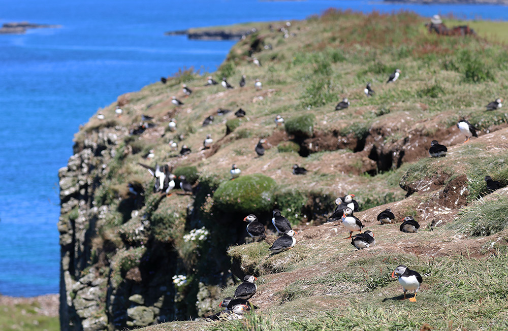 puffins, Lunga